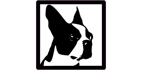 Boston Terrier